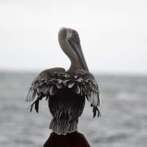 Meet your Posher, Sonja